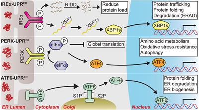 The Unfolded Protein Responses in Health, Aging, and Neurodegeneration: Recent Advances and Future Considerations